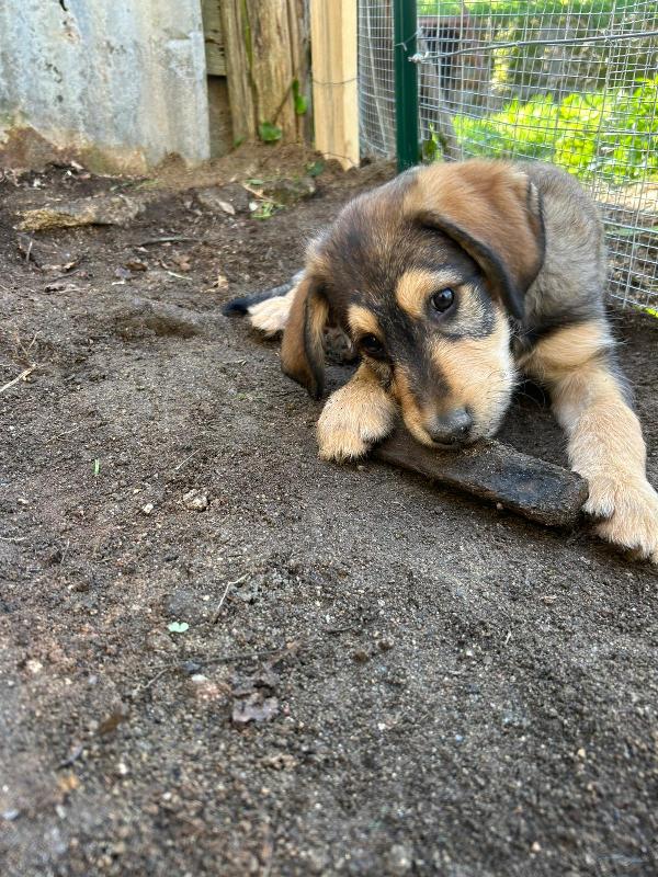 Toby Dolce Cucciolo Cerca Famiglia  Foto 4
